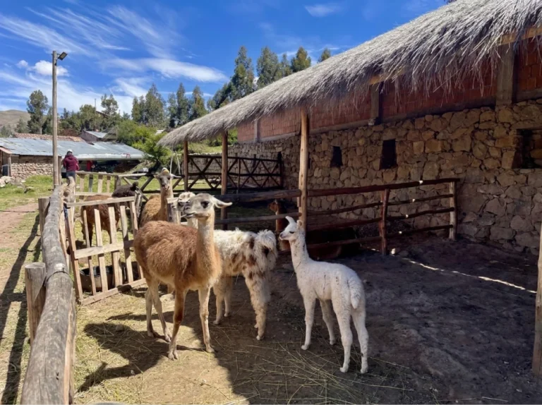 City tour cusco choke tours (2)