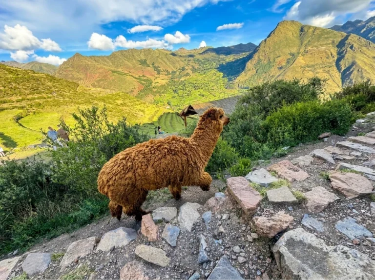valle sagrado tradicional choke tours (6)